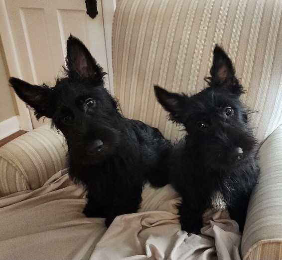Scottish Terrier Puppies for Sale: Embrace the Charm of this Beloved Breed